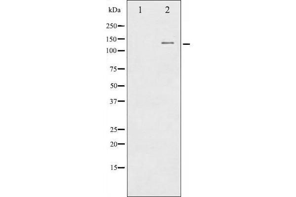 CBL antibody  (Internal Region)