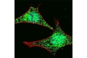 Fluorescent confocal image of HeLa cells stained with LGR-5 antibody at 1:100. (LGR5 antibody  (AA 689-719))