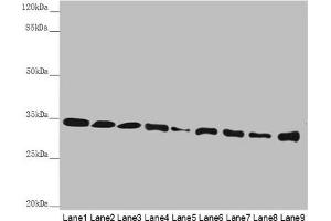Western blot All lanes: HADH antibody at 2. (HADH antibody  (AA 1-314))