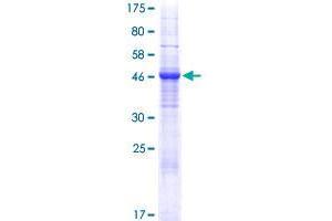 Fibronectin Type III Domain Containing 9 (FNDC9) (AA 1-224) protein (GST tag)