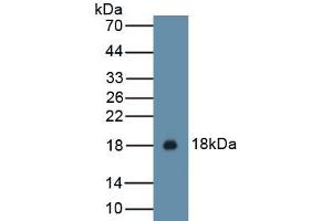 Detection of Recombinant IL15, Cavia using Polyclonal Antibody to Interleukin 15 (IL15) (IL-15 antibody  (AA 67-187))