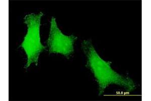 Immunofluorescence of purified MaxPab antibody to PTTG1 on HeLa cell. (PTTG1 antibody  (AA 1-202))