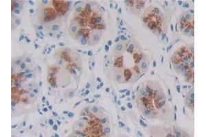 Detection of REG1b in Human Stomach Tissue using Polyclonal Antibody to Regenerating Islet Derived Protein 1 Beta (REG1b) (REG1B antibody  (AA 23-166))