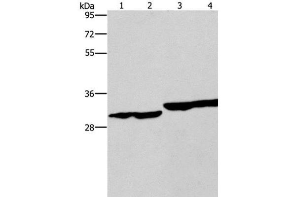 DECR1 antibody