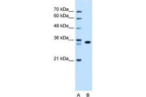 Western Blotting (WB) image for anti-Arginine-Fifty Homeobox (ARGFX) antibody (ABIN2463071) (ARGFX antibody)