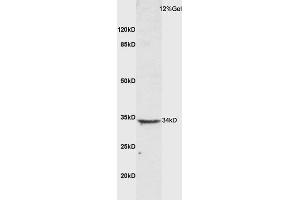 Mouse lung lysate probed with Anti CTLA4 Polyclonal Antibody, Unconjugated (ABIN1714514) at 1:200 overnight at 4 °C. (CTLA4 antibody  (AA 75-170))