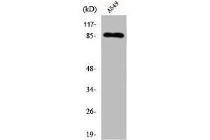 Western Blot analysis of A549 cells using Cadherin-7 Polyclonal Antibody (Cadherin 7 antibody  (C-Term))