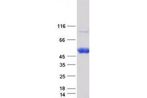 NT5C1A Protein (Myc-DYKDDDDK Tag)