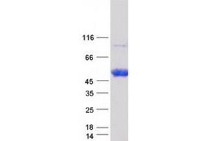 Validation with Western Blot