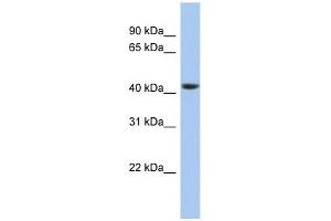 STOML3 antibody used at 1 ug/ml to detect target protein. (STOML3 antibody)