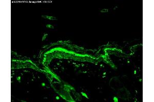 Immunohistochemistry analysis using Mouse Anti-DNA Damage Monoclonal Antibody, Clone 15A3 . (DNA/RNA Damage antibody (Atto 390))