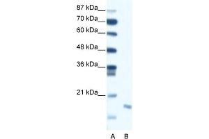 WB Suggested Anti-DIABLO Antibody Titration:  0.