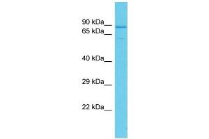 Host: Rabbit Target Name: PDZD4 Sample Type: HepG2 Whole Cell lysates Antibody Dilution: 1. (PDZD4 antibody  (C-Term))