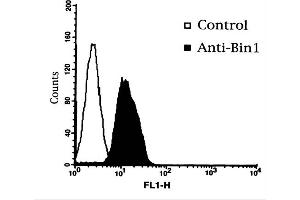Flow Cytometry of Mouse Anti-BIN1 Antibody. (BIN1 antibody)