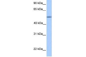 WB Suggested Anti-ZNF708 Antibody Titration:  0. (ZNF708 antibody  (C-Term))