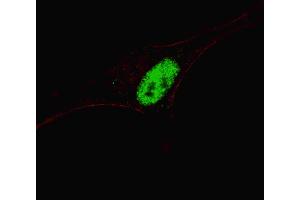 Immunofluorescence (IF) image for anti-Msh Homeobox 1 (MSX1) (AA 111-138) antibody (ABIN1537757)