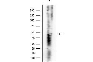 anti-POU Domain, Class 3, Transcription Factor 4 (POU3F4) antibody