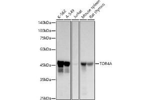 Western blot analysis of extracts of various cell lines, using TOR4A antibody (ABIN7270858) at 1:1000 dilution. (TOR4A antibody)