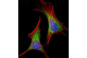 Immunofluorescent analysis of 4 % paraformaldehyde-fixed, 0. (FGFR2 antibody  (N-Term))