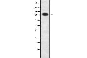 Western blot analysis NFRκB using COS7 whole cell lysates (NFRkappaB antibody)