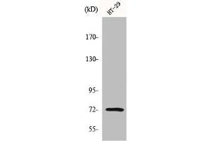 Western Blot analysis of HT29 cells using MMP-2 Polyclonal Antibody (MMP2 antibody  (C-Term))