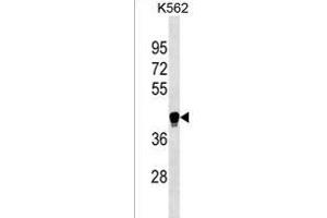 LILRA6 Antibody (Center) (ABIN1537859 and ABIN2838167) western blot analysis in K562 cell line lysates (35 μg/lane). (LILRA6 antibody  (AA 142-169))