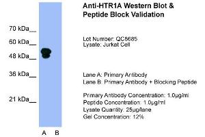 Host:  Rabbit  Target Name:  HTR1A  Sample Type:  Jurkat  Lane A:  Primary Antibody  Lane B:  Primary Antibody + Blocking Peptide  Primary Antibody Concentration:  1. (Serotonin Receptor 1A antibody  (N-Term))