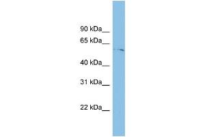 TINAGL1 antibody  (Middle Region)