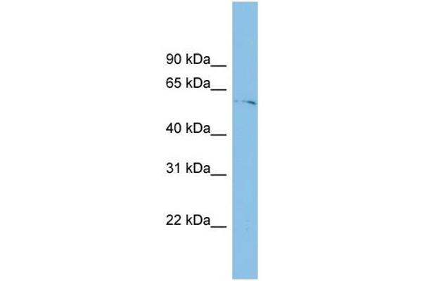 TINAGL1 antibody  (Middle Region)