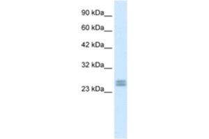 Western Blotting (WB) image for anti-Hairy and Enhancer of Split 7 (HES7) antibody (ABIN2460152) (HES7 antibody)