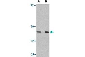 Western blot analysis of WNT10A in Raw 264. (WNT10A antibody  (C-Term))