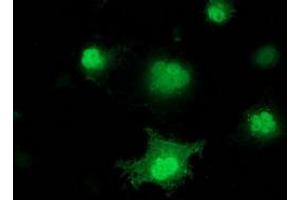 Anti-PNMT mouse monoclonal antibody (ABIN2454522) immunofluorescent staining of COS7 cells transiently transfected by pCMV6-ENTRY PNMT (RC206586). (PNMT antibody)