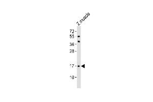 TMEM166 antibody  (AA 104-137)