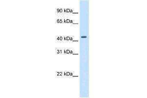Western Blot showing SNAPC1 antibody used at a concentration of 1-2 ug/ml to detect its target protein. (SNAPC1 antibody  (C-Term))