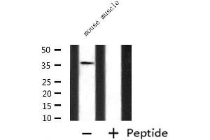 Western blot analysis of extracts from mouse muscle, using P2RY6 Antibody.
