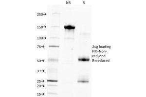 SDS-PAGE Analysis of Purified, BSA-Free Hepatocyte Specific Antigen Antibody (clone HSA133). (Hepatocyte Specific Antigen antibody)