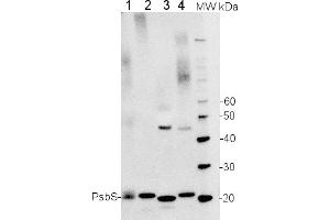 Image no. 2 for anti-PsbS antibody (ABIN488537) (PsbS antibody)