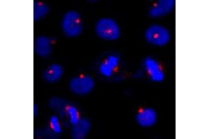 Immunofluorescence (IF) image for anti-Centrosomal Protein of 131 kDa (CEP131) (AA 1033-1083) antibody (ABIN7448385) (Centrosomal Protein of 131 kDa (CEP131) (AA 1033-1083) antibody)