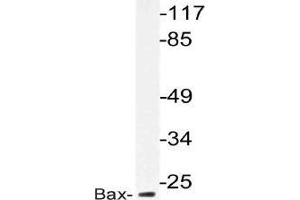 Western blot analysis of Bax antibody in extracts from HepG2 cells. (BAX antibody)