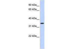 Image no. 1 for anti-Tripartite Motif Containing 27 (TRIM27) (AA 141-190) antibody (ABIN6744473)