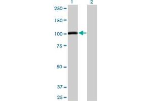 Western Blot analysis of AHR expression in transfected 293T cell line by AHR monoclonal antibody (M04), clone 4G7. (Aryl Hydrocarbon Receptor antibody  (AA 721-820))