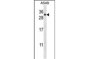 Western blot analysis in A549 cell line lysates (35ug/lane). (RAB11A antibody  (AA 88-116))