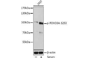 Western blot analysis of extracts of 293T cells, using Phospho-FOXO3A-S253 antibody (ABIN6135225, ABIN6136084, ABIN6136085 and ABIN6225643) at 1:2000 dilution. (FOXO3 antibody  (pSer253))