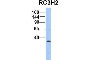Host:  Rabbit  Target Name:  RC3H2  Sample Type:  721_B  Antibody Dilution:  1. (RC3H2 antibody  (Middle Region))