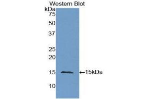 Western Blotting (WB) image for anti-Carcinoembryonic Antigen Gene Family (CEA) (AA 448-572) antibody (ABIN1858356)