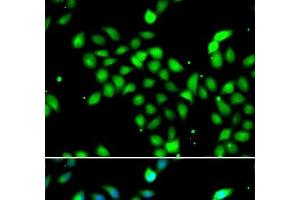 Immunofluorescence analysis of A549 cells using METTL13 Polyclonal Antibody (METTL13 antibody)