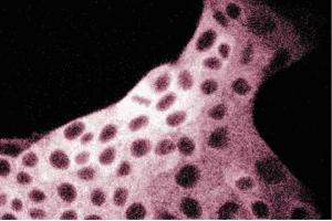 Immunofluorescent staining of MDCK cells with anti-FAS antibody. (Fatty Acid Synthase antibody  (AA 9-202))