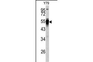 Western blot analysis of PDIA6 antibody (Center ) (ABIN390608 and ABIN2840920) in Y79 cell line lysates (35 μg/lane). (PDIA6 antibody  (AA 144-172))