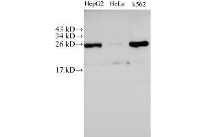 Western Blot analysis of HepG2, Hela and K562 cells using C21orf33 Polyclonal Antibody at dilution of 1:500 (C21orf33 antibody)