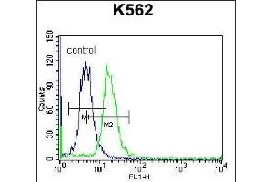 ABCD2 Antibody (C-term) (ABIN656554 and ABIN2845816) flow cytometric analysis of K562 cells (right histogram) compared to a negative control cell (left histogram).